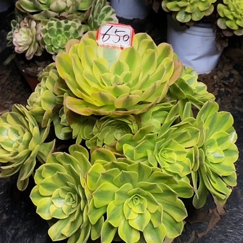 芳***芳雨荷轮回老桩捧花650号