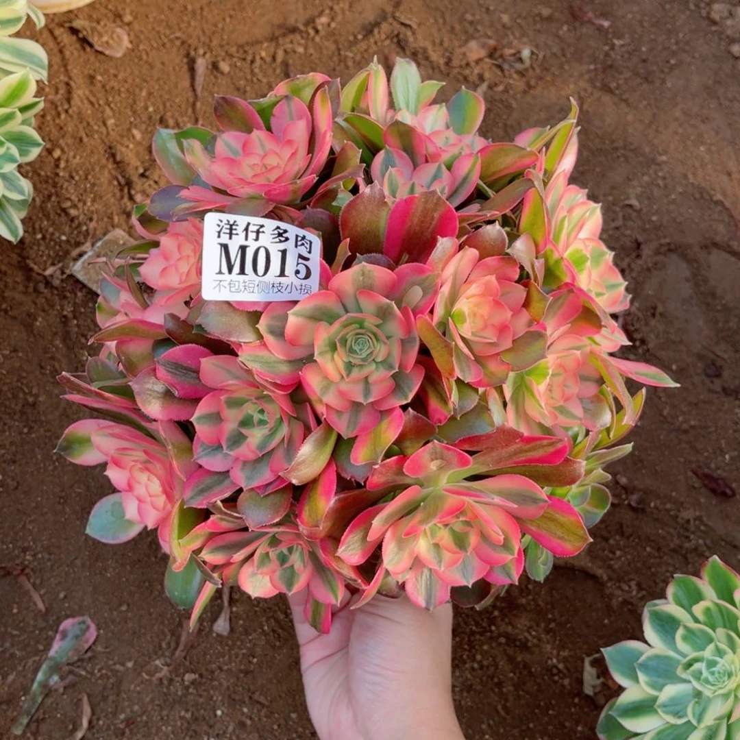 015香妃 冠幅22左右