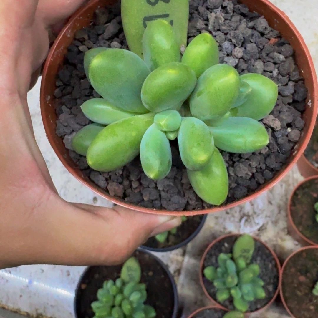 芭比亚 3头 一物一拍