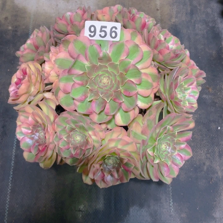 956老庄多肉法师雨荷