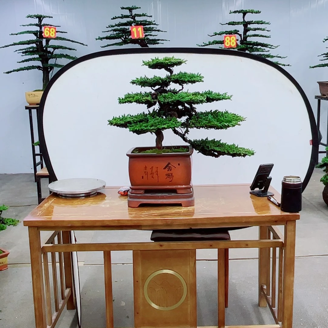 无花朵直播间一物一拍