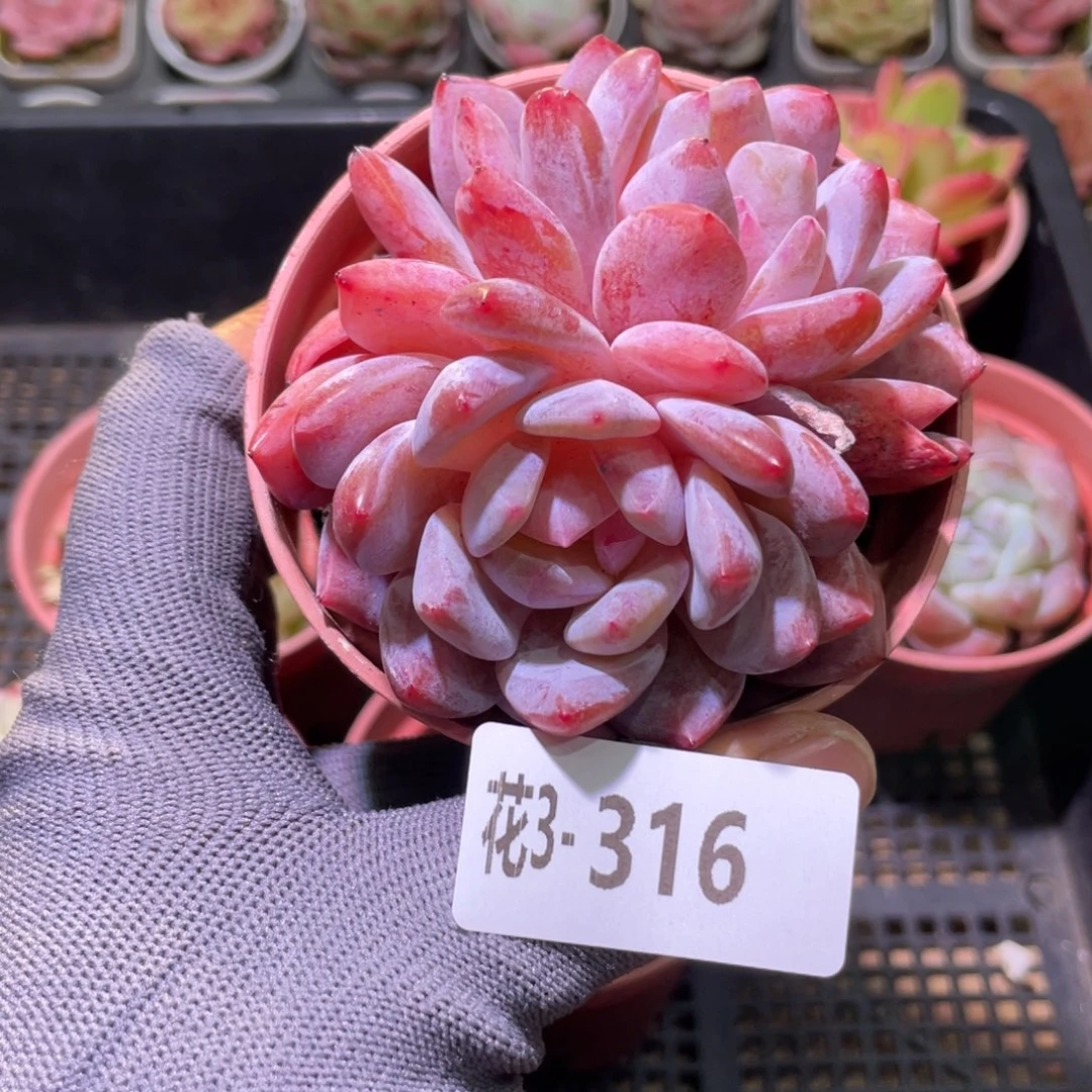 花利美3-316橙梦露