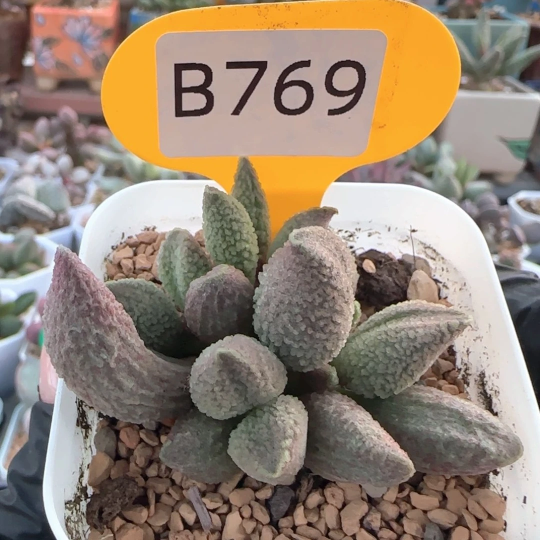 无***羁福利。    769。