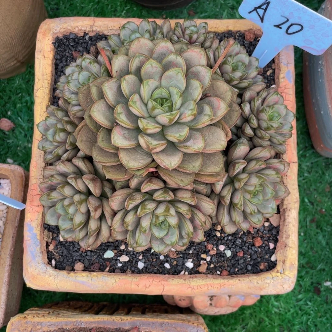 大群生老桩葡萄多肉植物盆栽