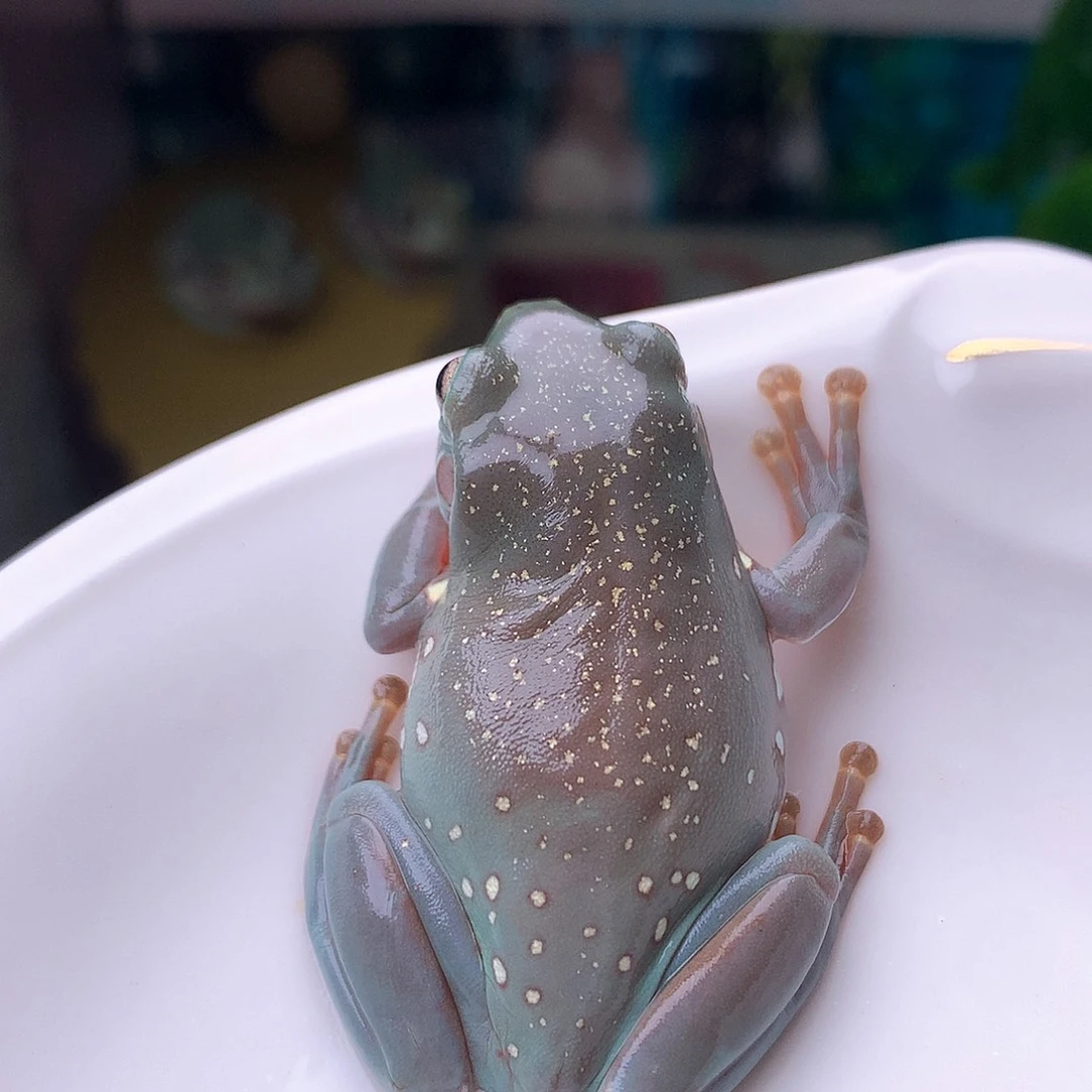 老爷树蛙Xt专拍超蓝满天星