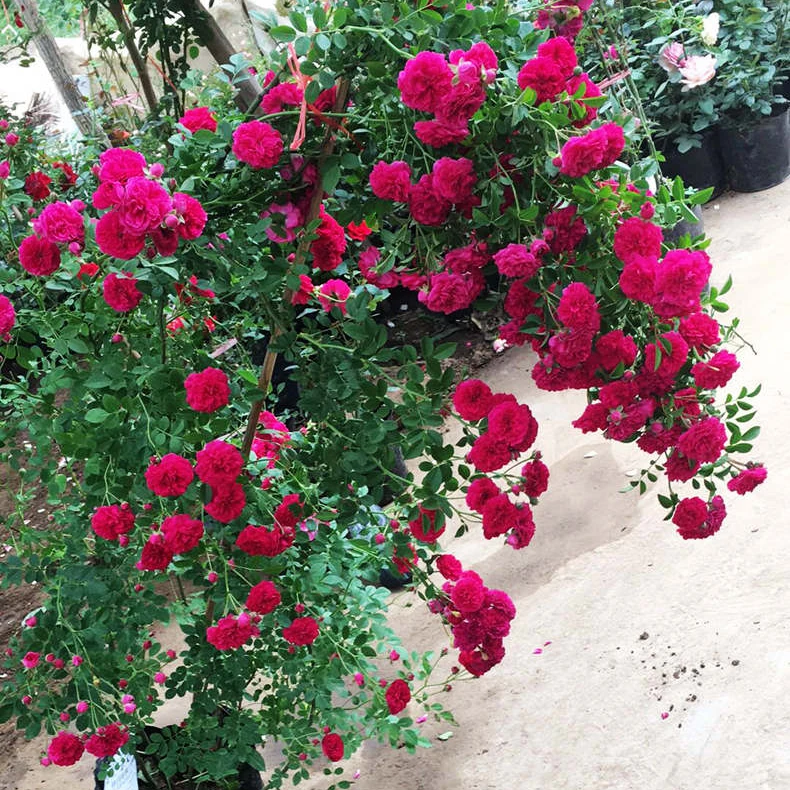 四季爬藤红木香苗 浓香木香花四季爬墙大花庭院阳台当年开花