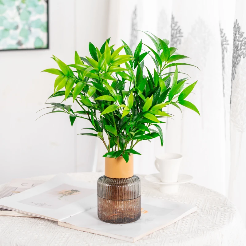 水培竹柏盆栽驱蚊植物四季常青盆栽花卉绿植耐阴好养的植物