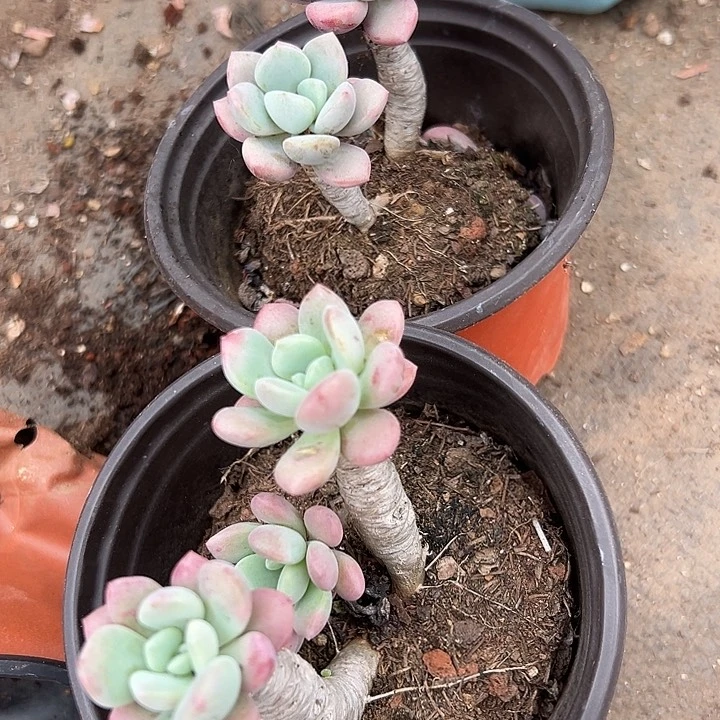 无花朵花瓣露双头起2盆。