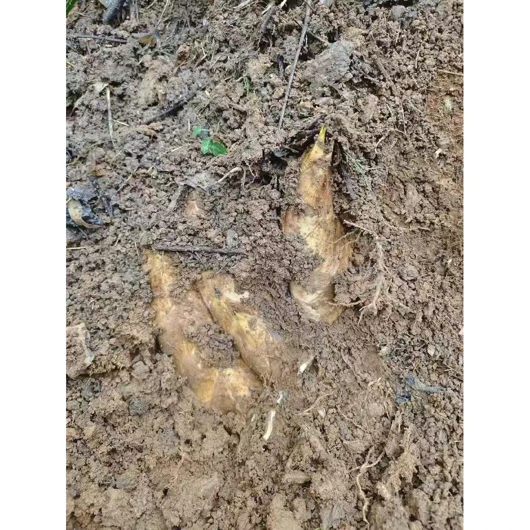 新鲜现挖花岩溪楠竹冬笋