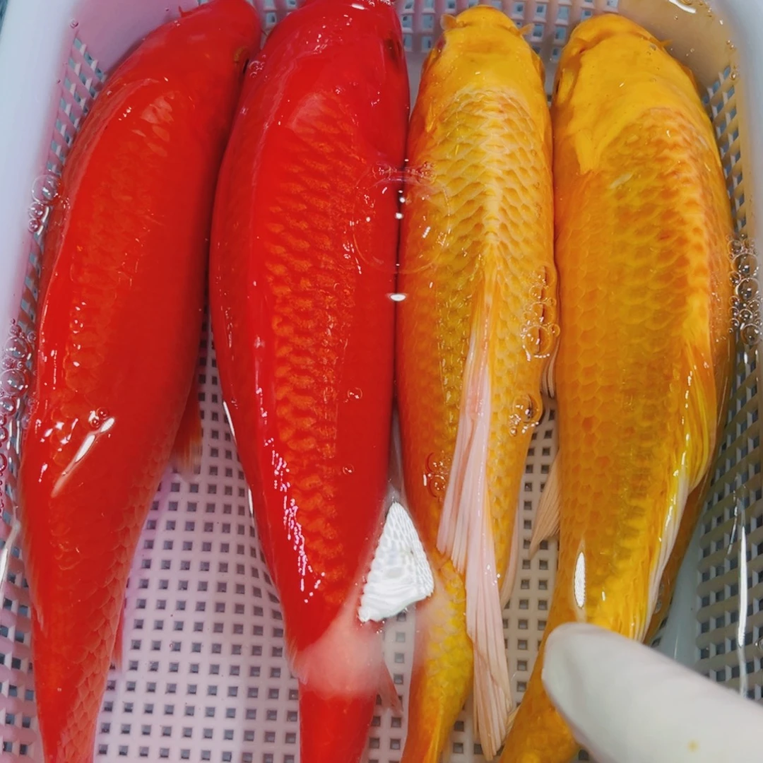 锦鲤锦鲤冷水鱼观赏