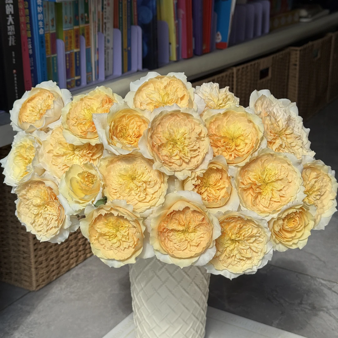 （单头玫瑰）单头艾菲10支！三件顺丰空运20%不售后