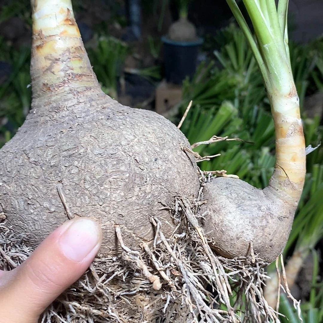 完全开放双头酒瓶兰