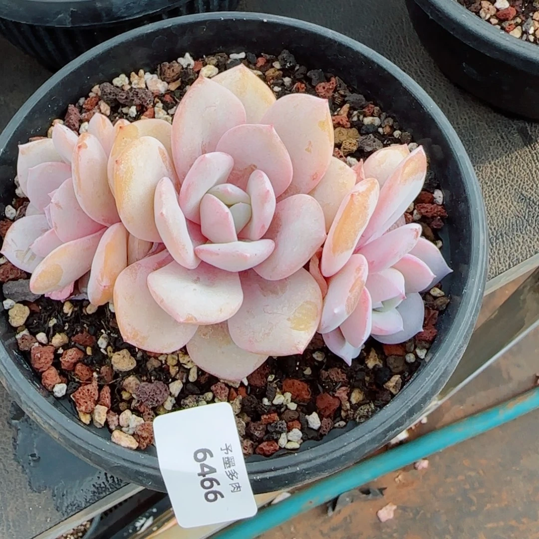 奶茶无砍，6466多肉植物