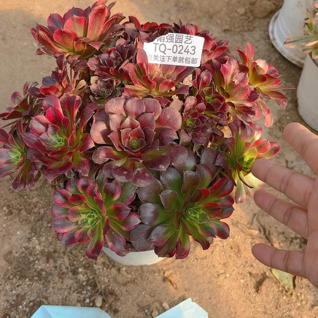 安娜多肉植物243