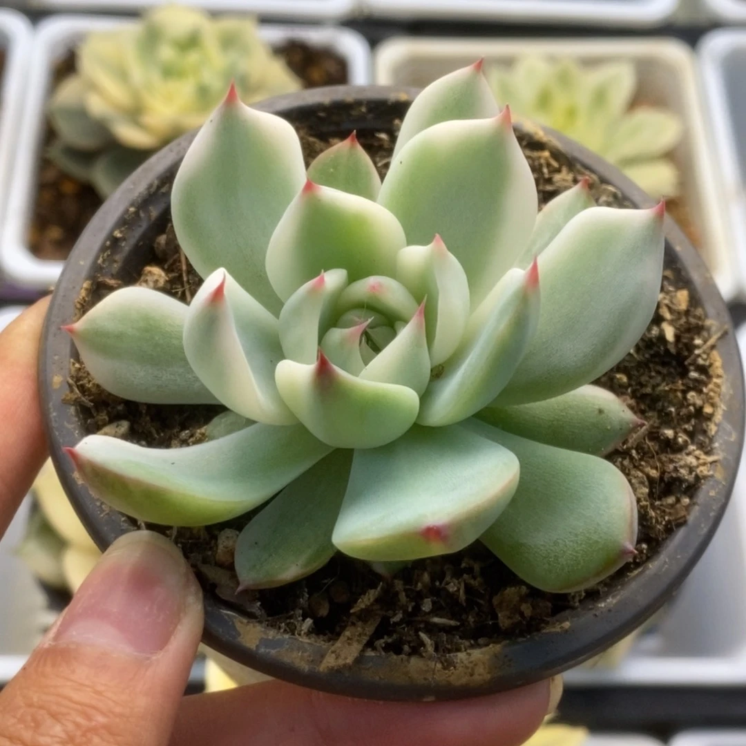 715锦锦锦锦锦锦锦锦