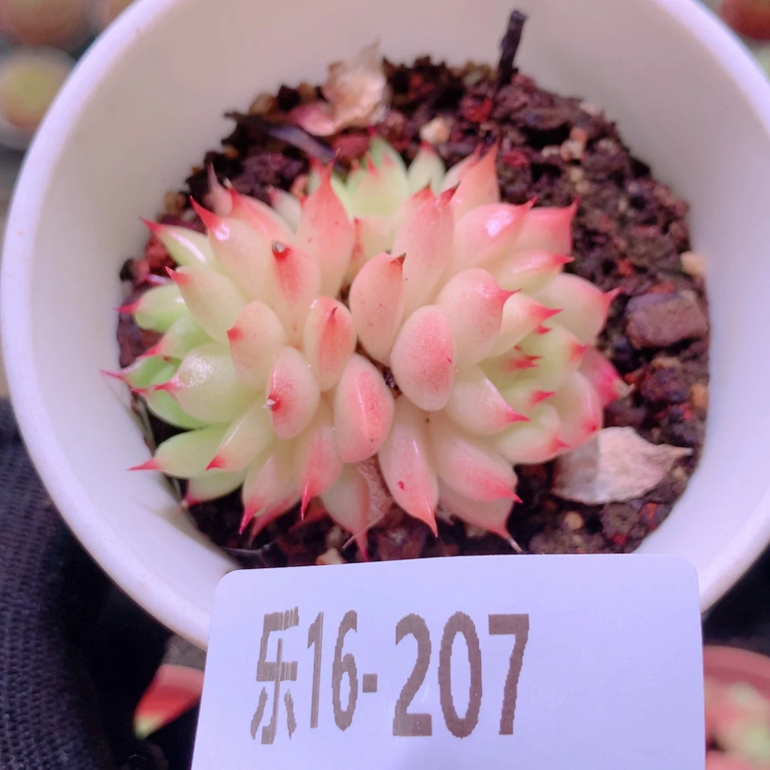 乐然16-207 海王群
