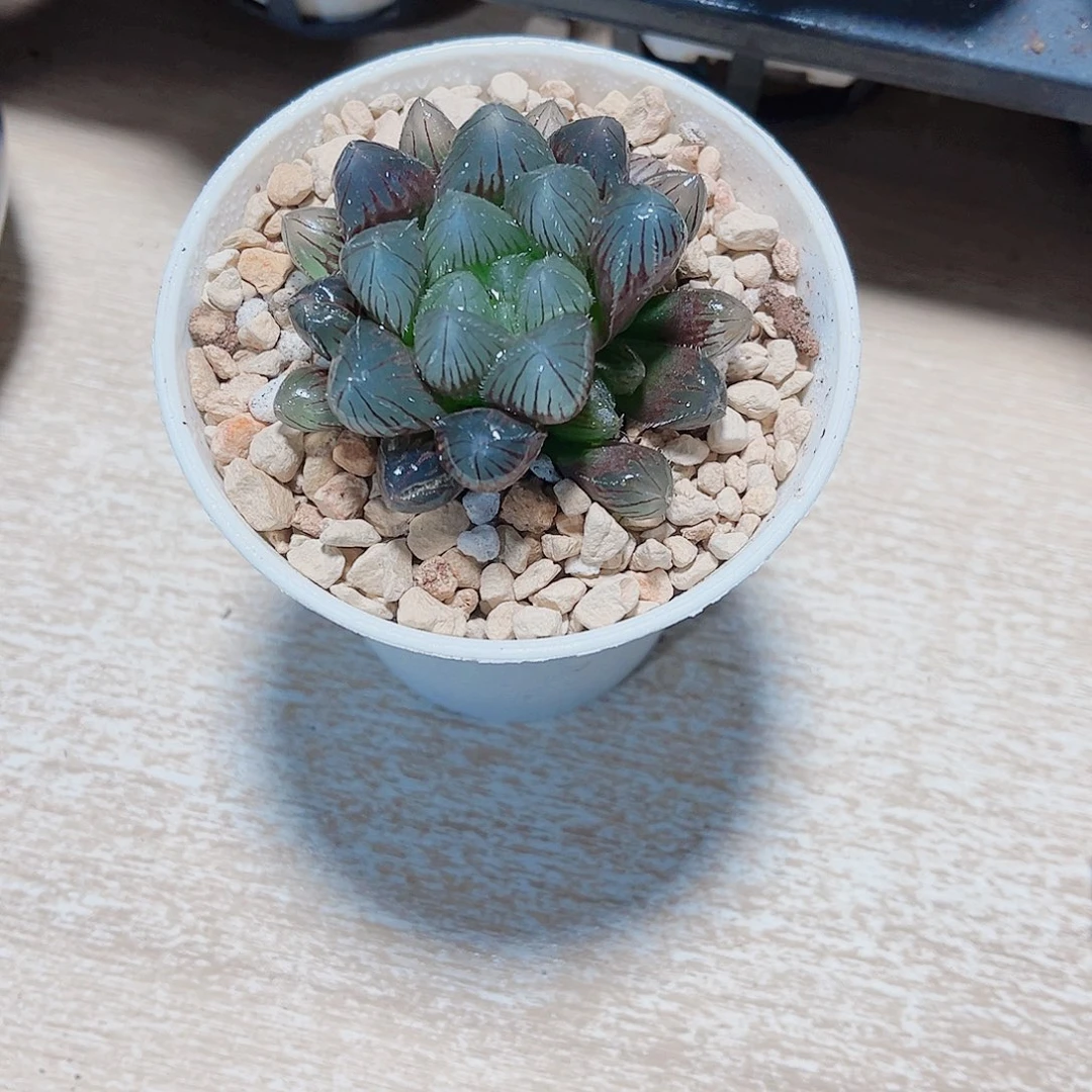 好看的赤线雨露的