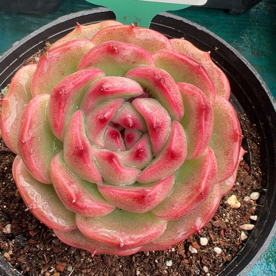 从前慢花园多肉编号1227-45