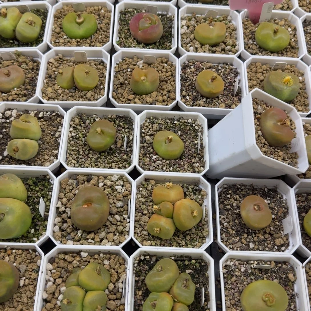 比***u多肉多肉多肉卓念念15元