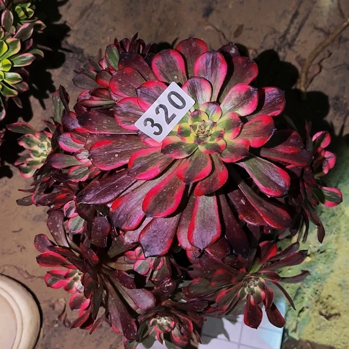 320烟花多肉植物