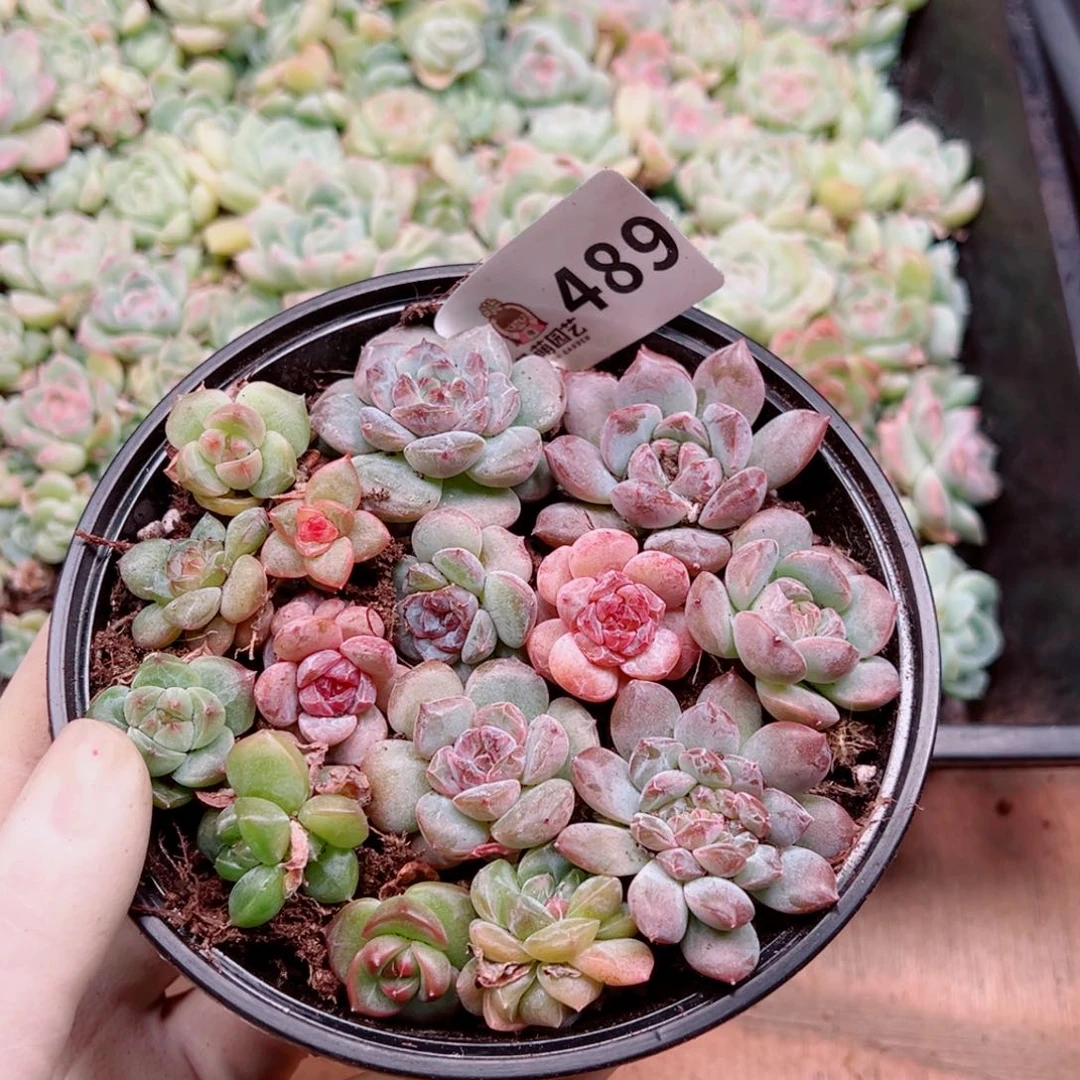 多肉植物多肉植物