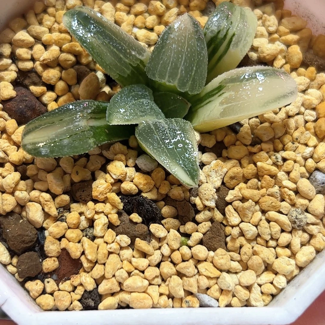 蓝光锦十二卷多肉植物满