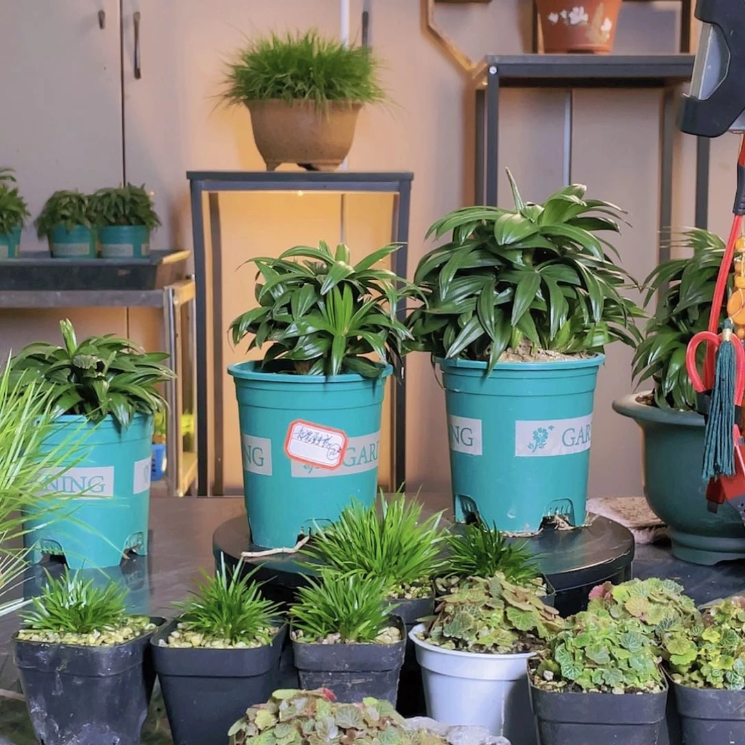 【闪购商品】不开花植物