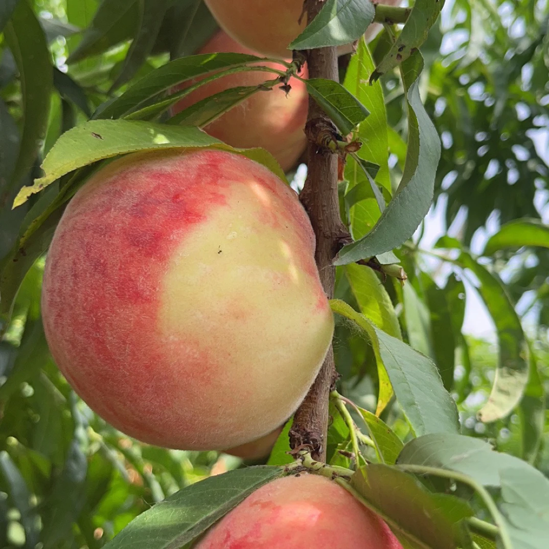 惊夏优质新品种苗（四号）7月初上市（12月发苗）