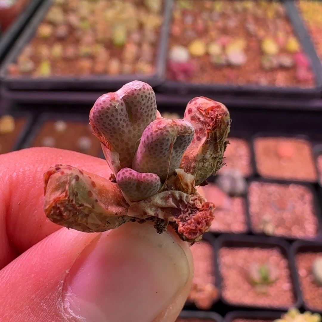 云缦精品番杏 17.12 955D 6头