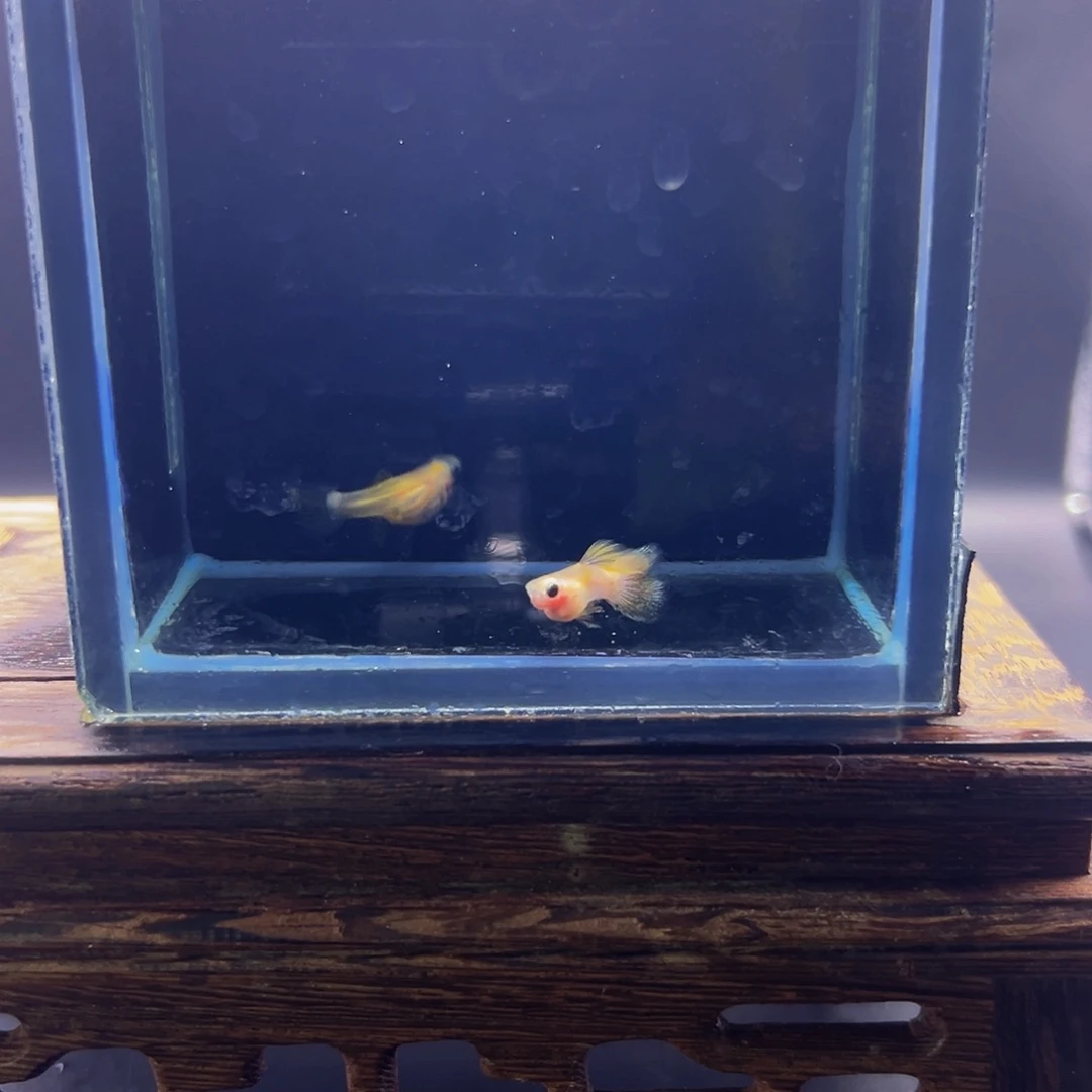 孔雀鱼幻彩短身球体带胎