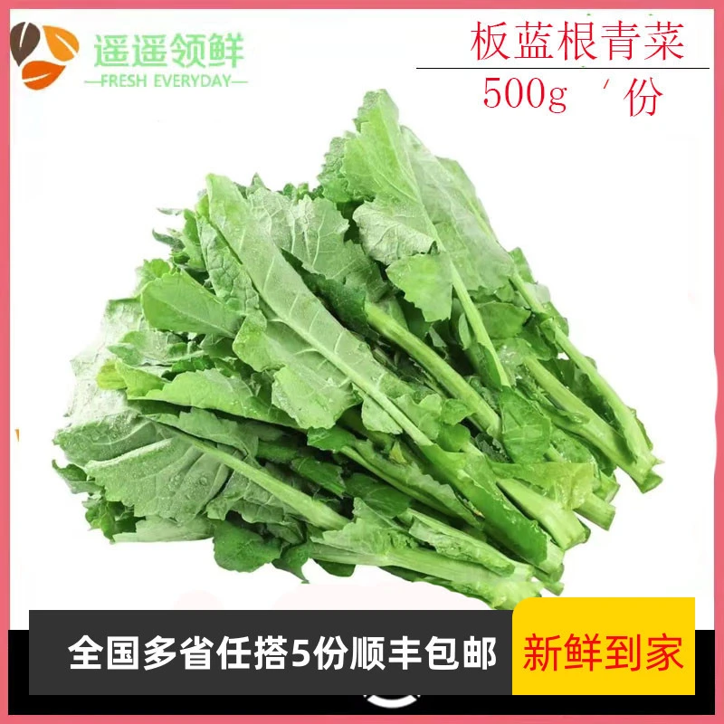 东访甄选新鲜板蓝根青菜500克功能性青菜火锅青菜药食同源新鲜蔬