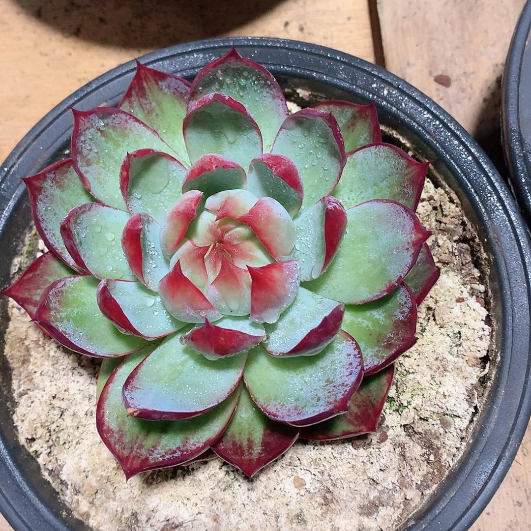 多肉植物多肉植物惊鸿