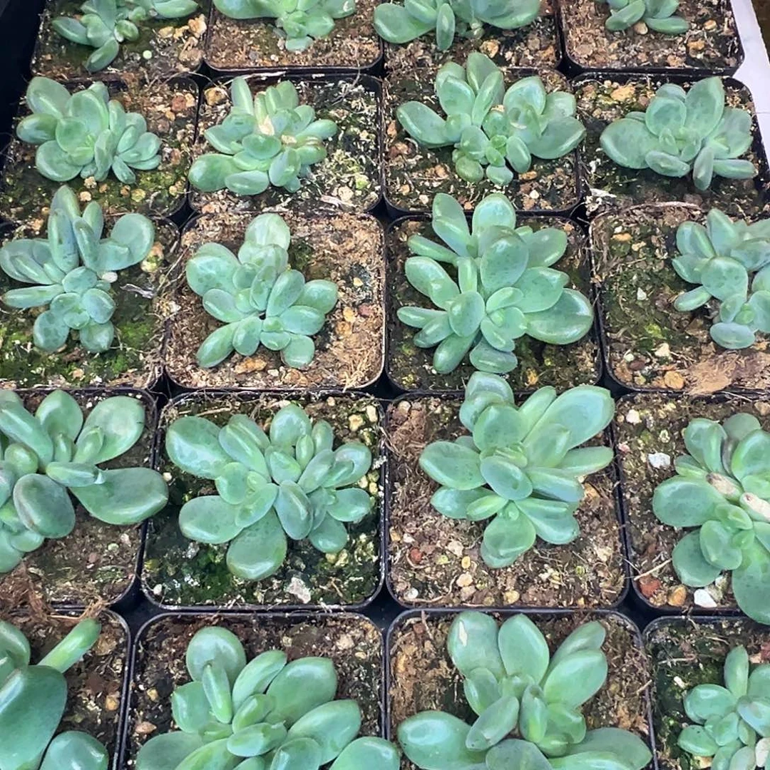 魔***菜橘落小苗，一物一拍