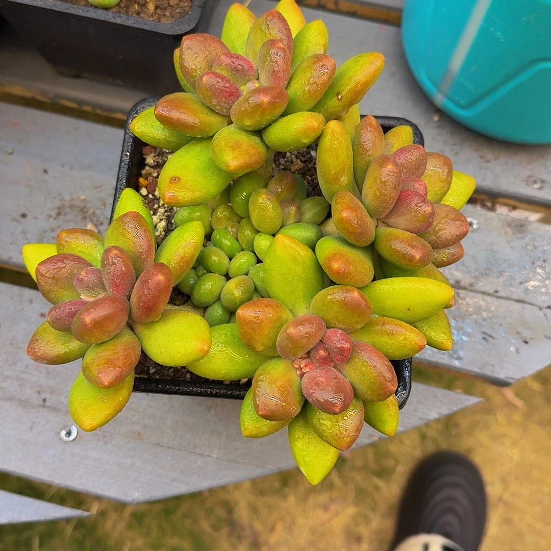 芒果奶一颗竞拍价