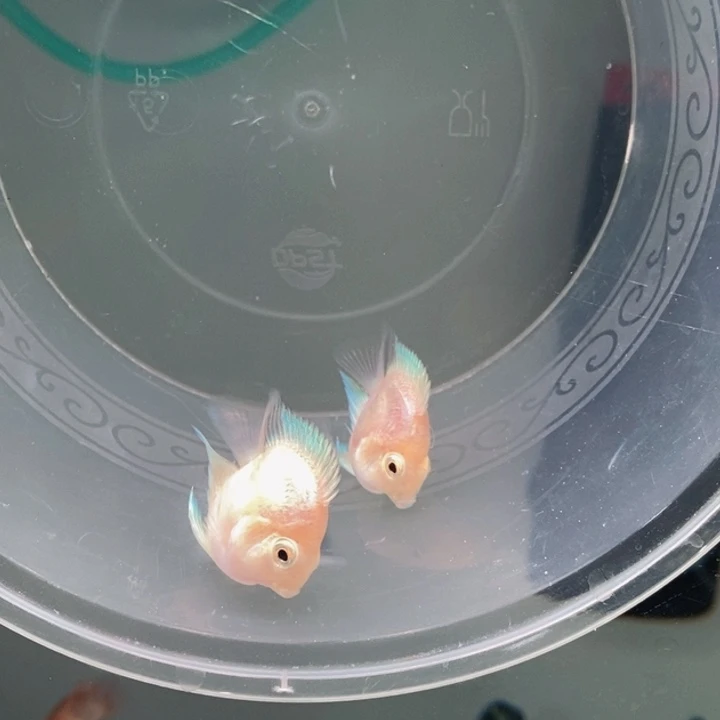 ～***~海水鱼白金一对包基因