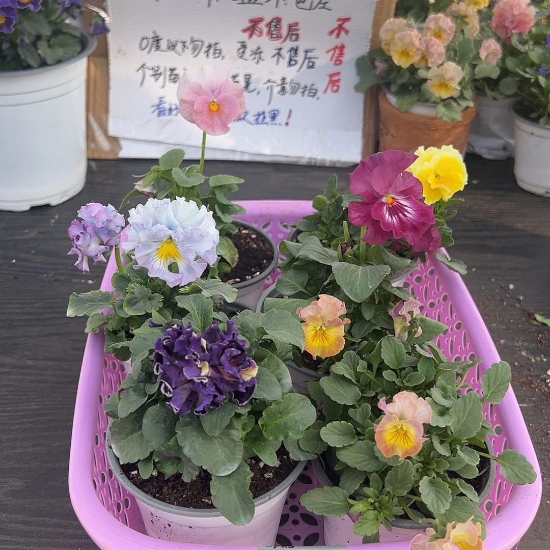 大部分花苞少量开放057号