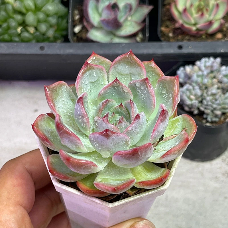 （满9.9包邮）带盆颂歌多肉植物5厘米左右