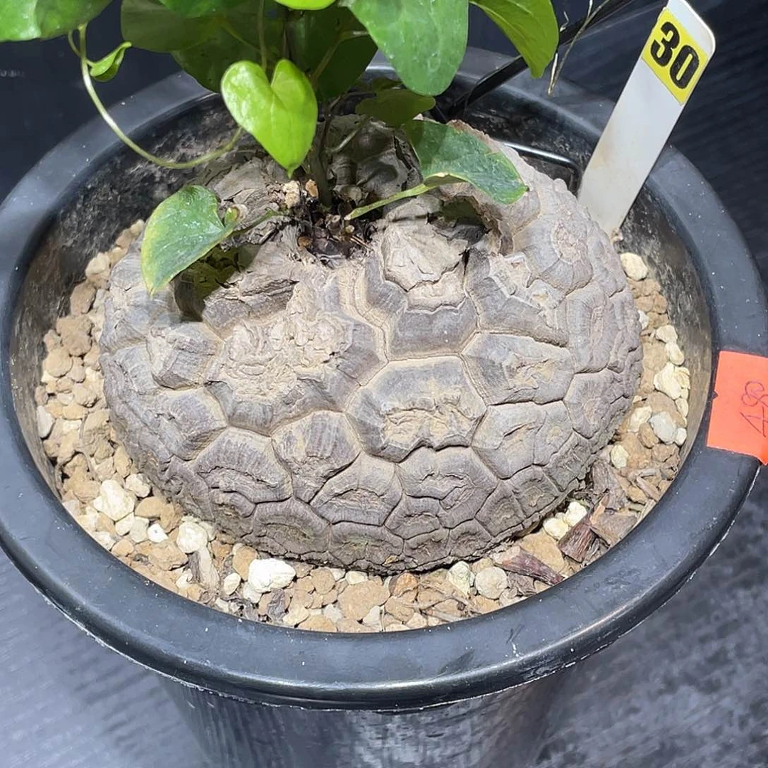 30日系宽甲深纹龟甲龙9.7厘米