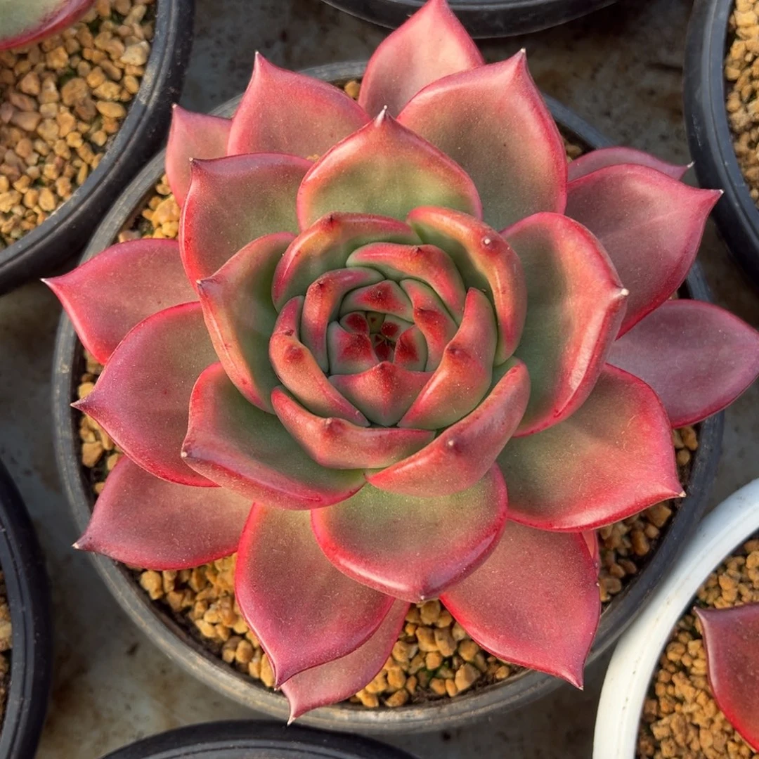 粉钻美肉多肉植物