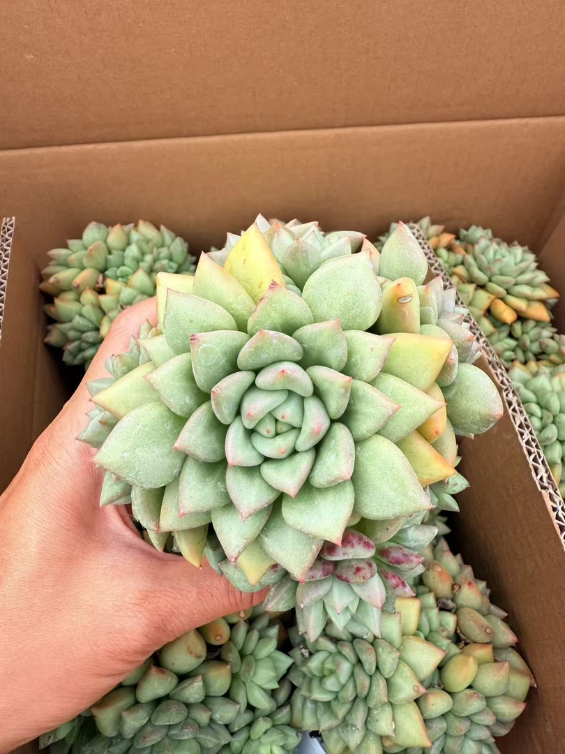 象牙群生 多肉植物满两单包邮