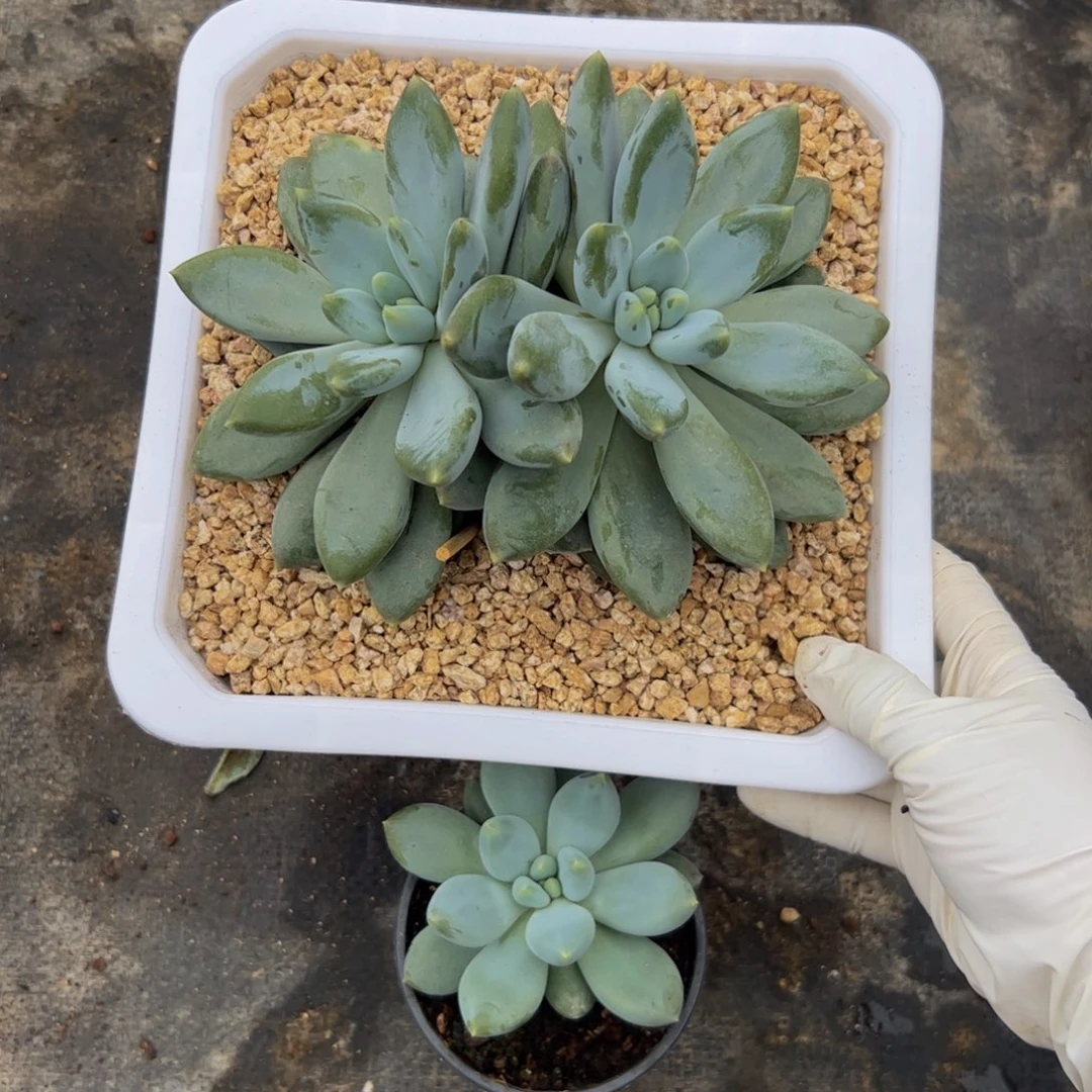 ✿***。双头哥特多肉植物