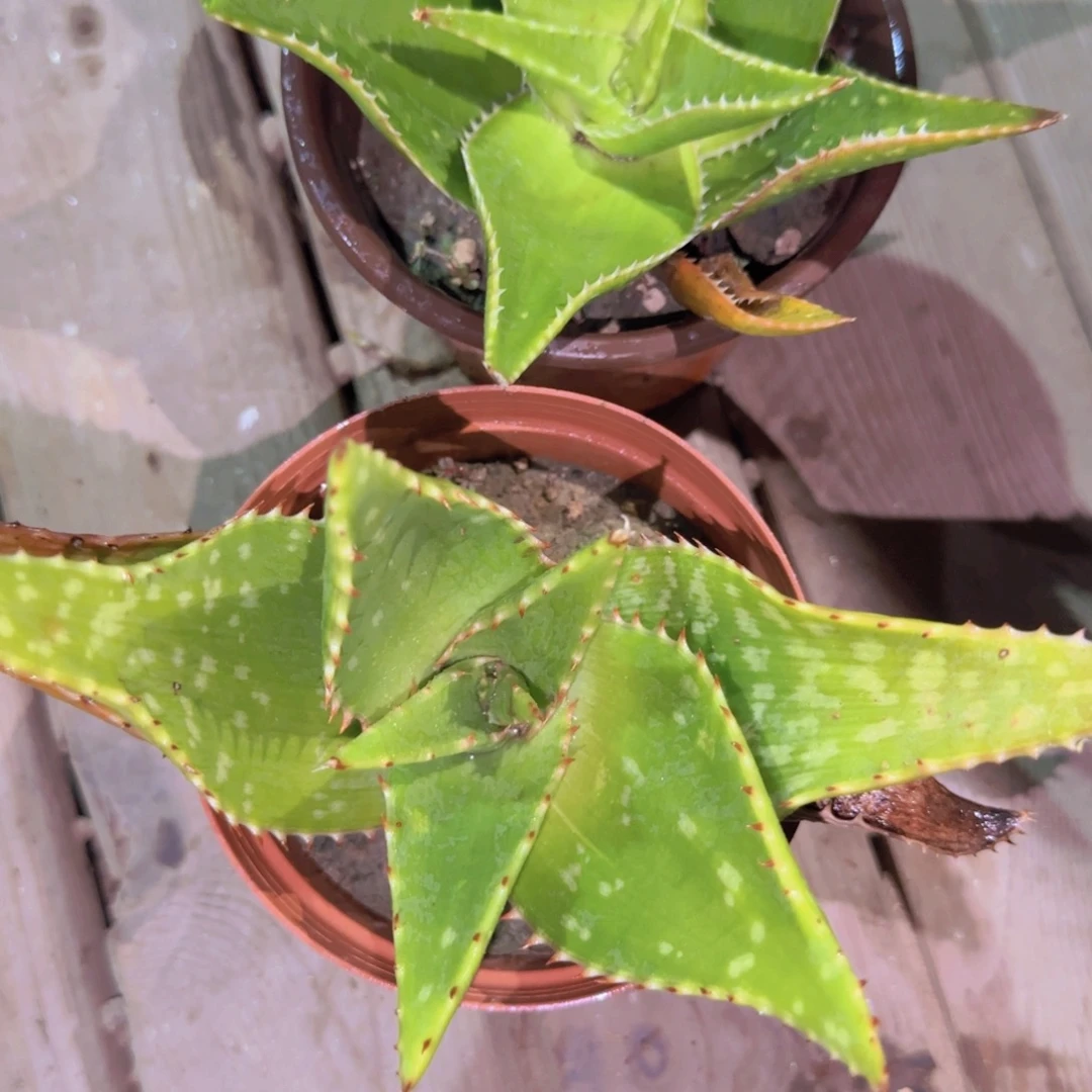 块根植物块根植物