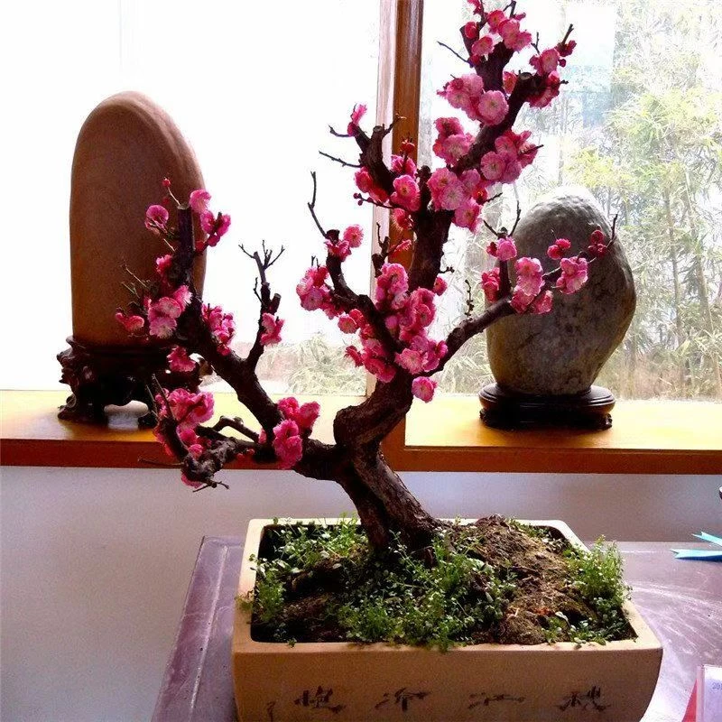 红梅老桩阳台庭院耐寒植物年宵花卉客厅