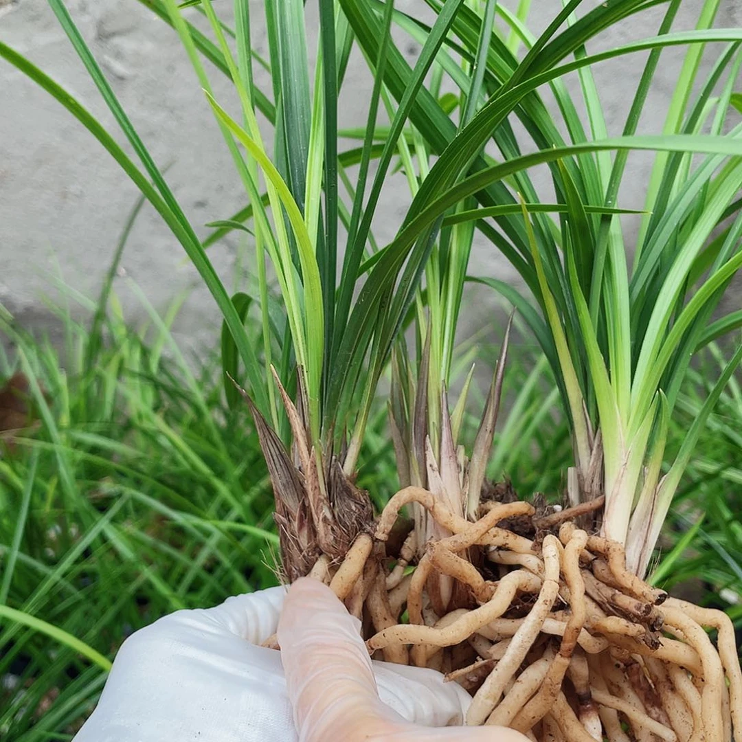 飞***凡完全开放兰花兰花