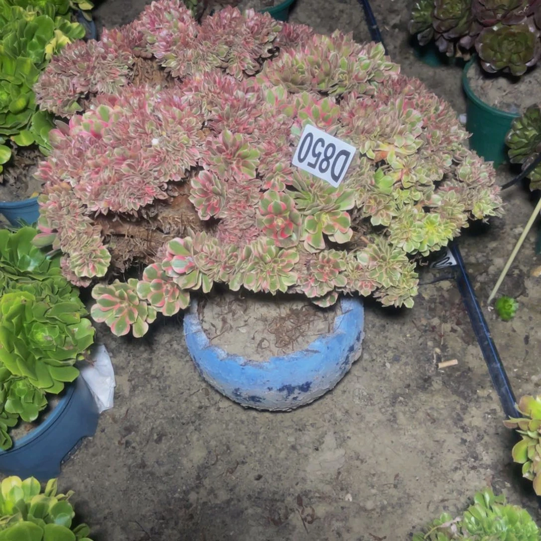 女郎法师16////46包邮