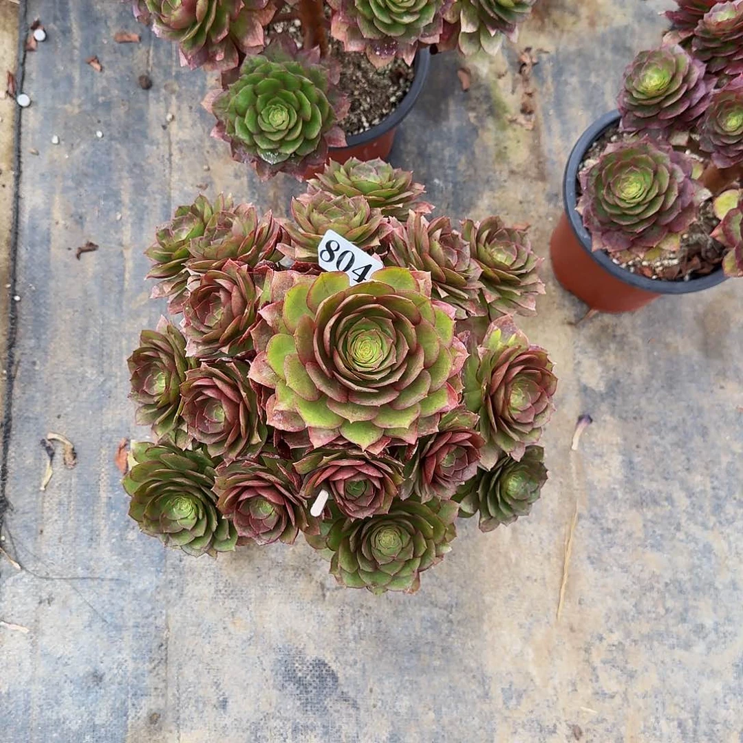 00000804碧桃多肉植物