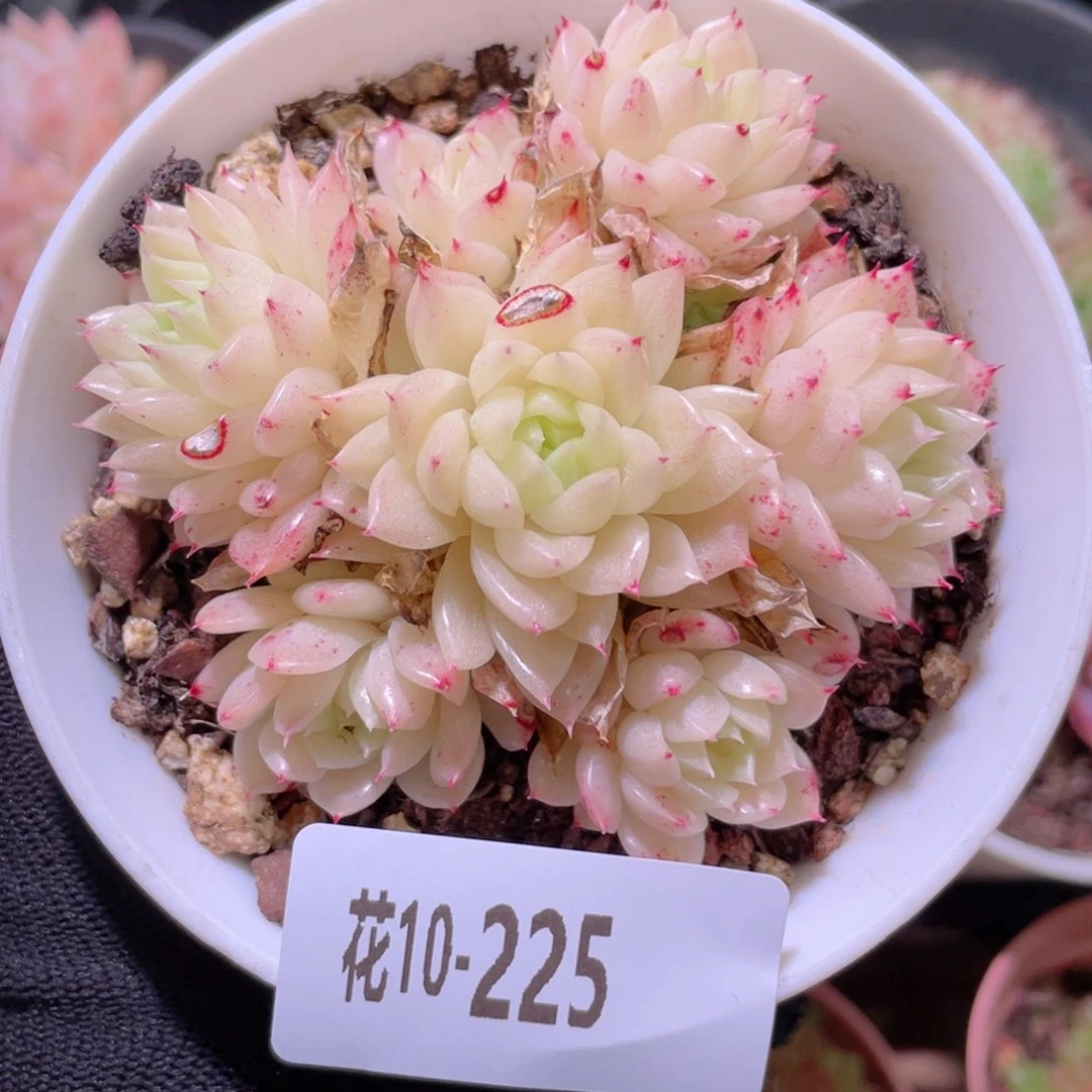 花利美10-225麦秆