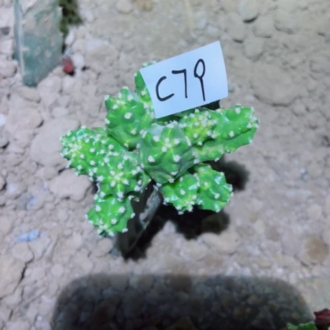 花*C79嫁接水仙晴朗25