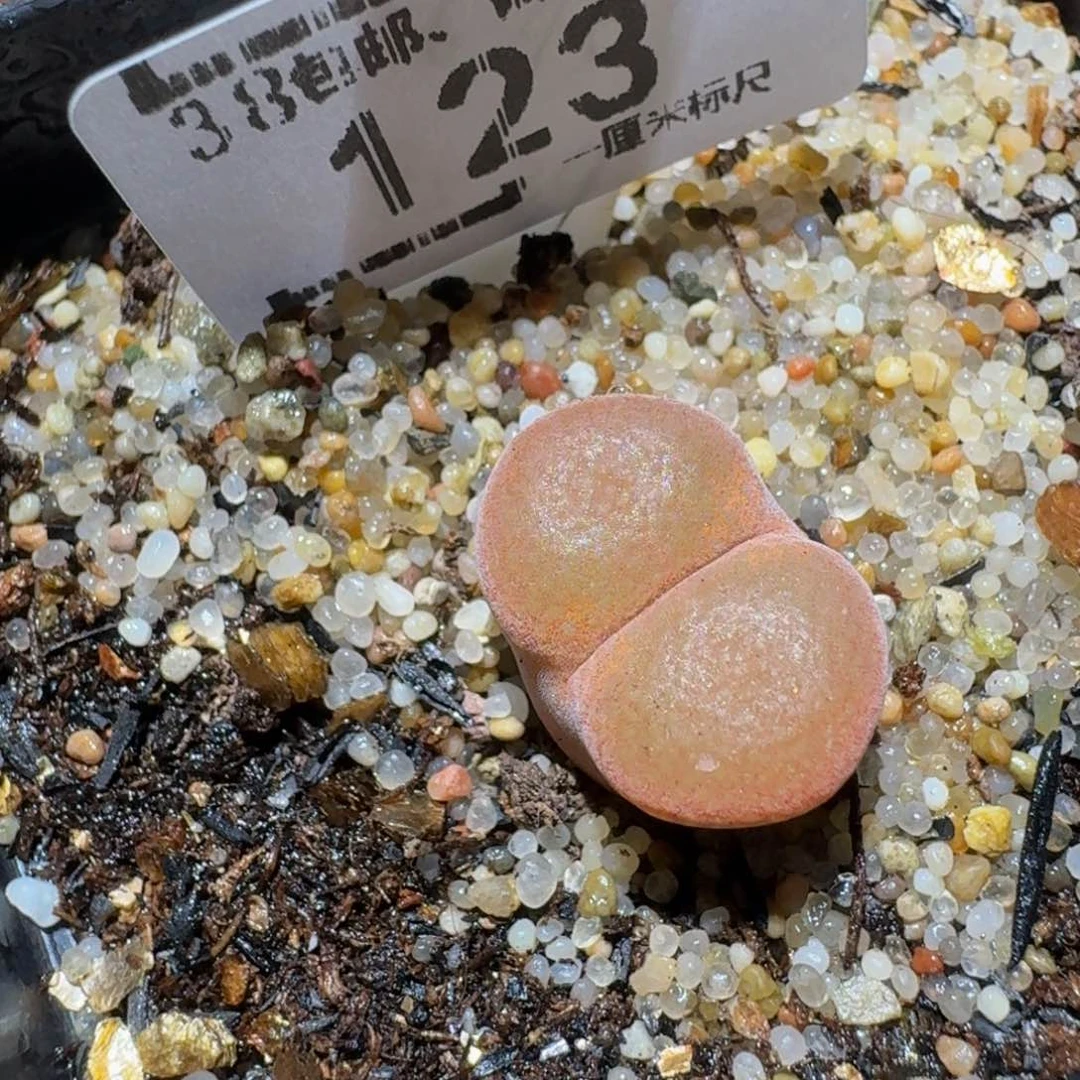 zzzz生石花肉锥123