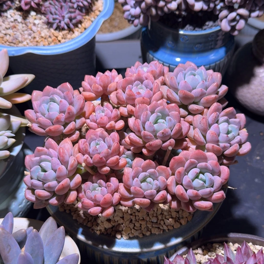 白鹭 群生 一物一拍